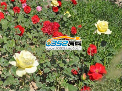 售樓處后院