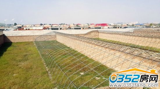 被荒蕪的蔬菜大棚雜草叢生