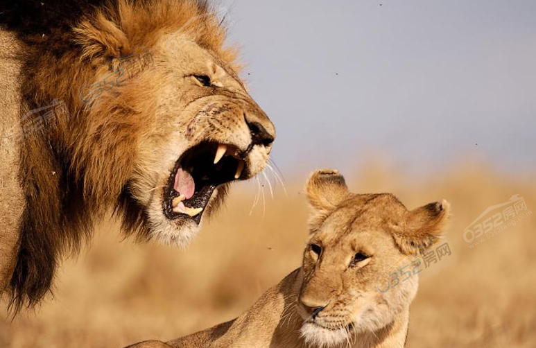 2515051430611b657a8764.png 2515051430611b657a8764.png